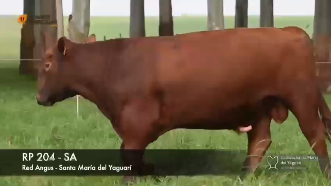 Lote (Vendido)Toros AA 2 AÑOS SA a remate en Subasta Santa Maria del Yaguari, Tacuarembó