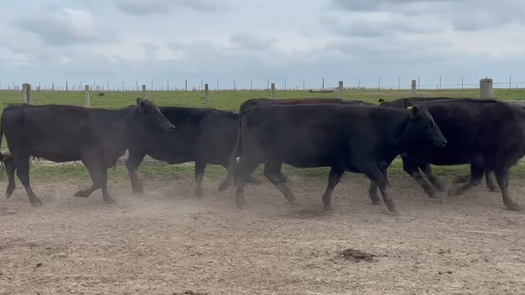 Lote 213 Vientres Preñados en Costas de Ayala, Treinta y Tres