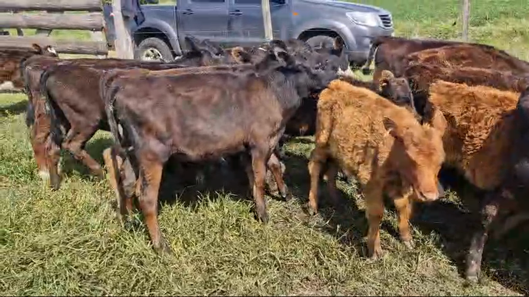 Lote 26 Terneros y Terneras Angus y Cruza a remate en Pantalla Camy  en a 8km de San Jose