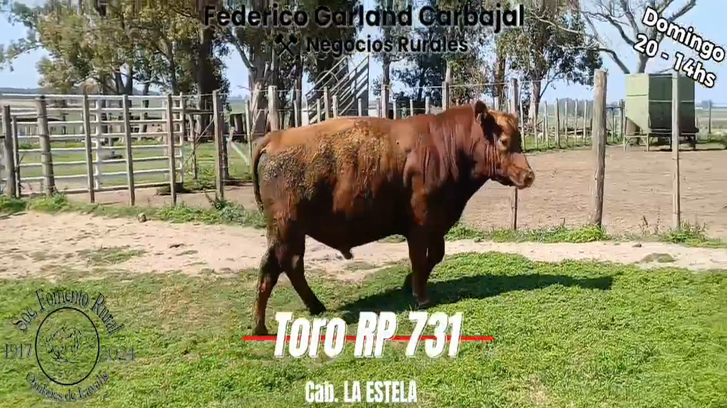 Lote TORO PI ANGUS a remate en Expo Ombues en OMBUES DE LAVALLE