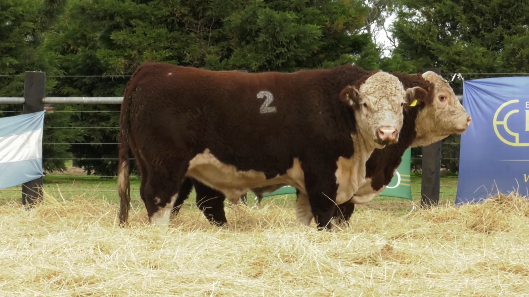 Lote TOROS P. HEREFORD PURO REGISTRADO