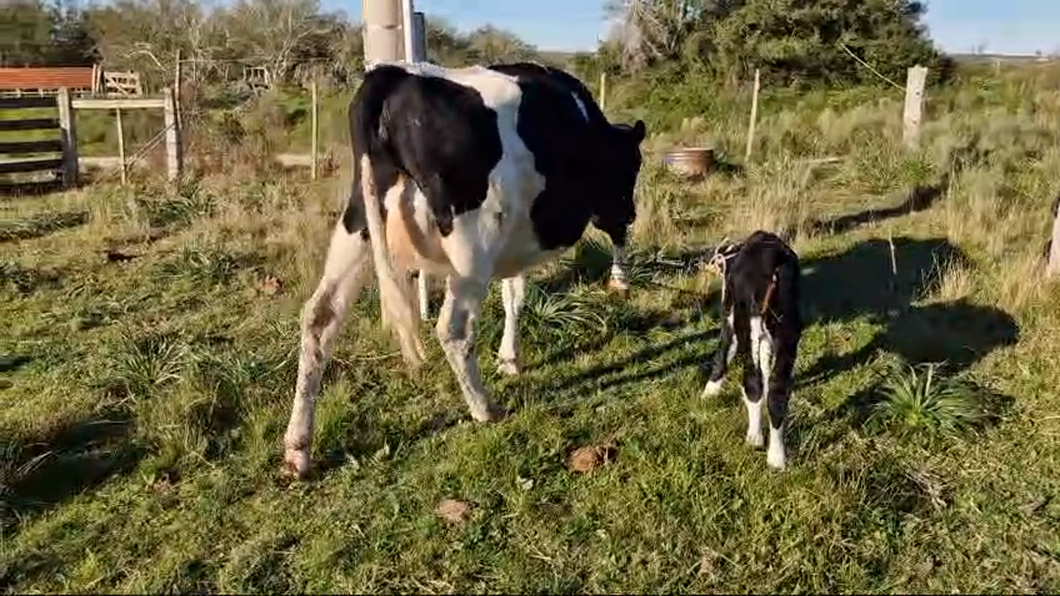 Lote Vaquillonas  Holando a remate en Pantalla Camy  420kg -  en Pavon