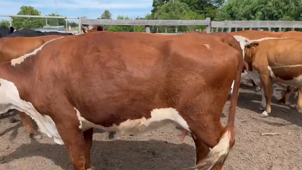 Lote 30 Piezas de cría Hereford y Angus a remate en Ultima Pantalla del Año - Escritorio Camy en Santa Lucia