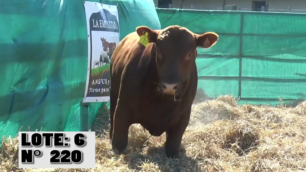 Lote 2 Toros a remate en Toros para Vaquillonas - La Empastada, Durazno