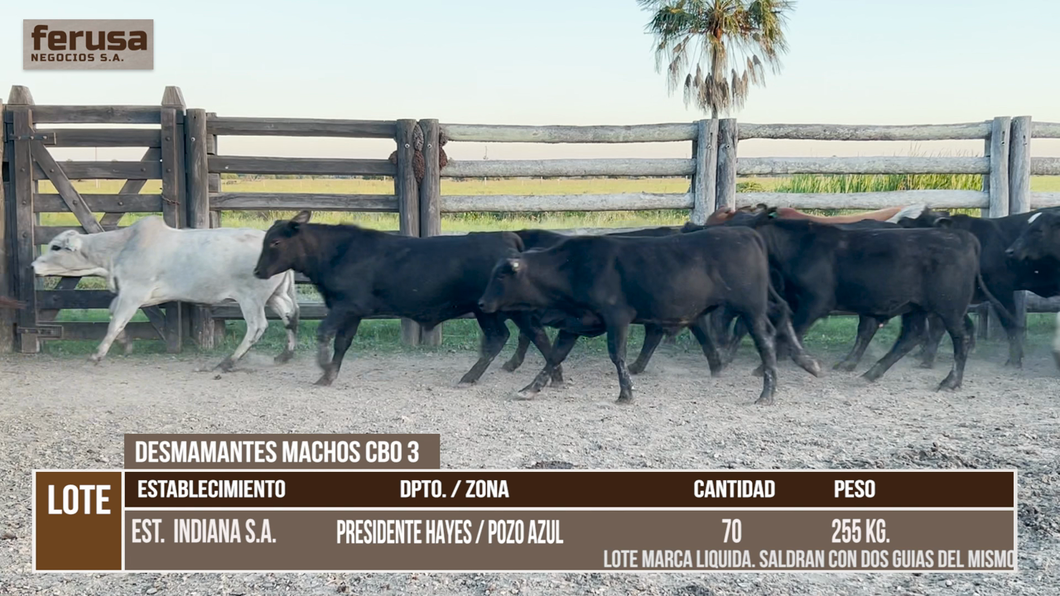 Lote LOTE 3