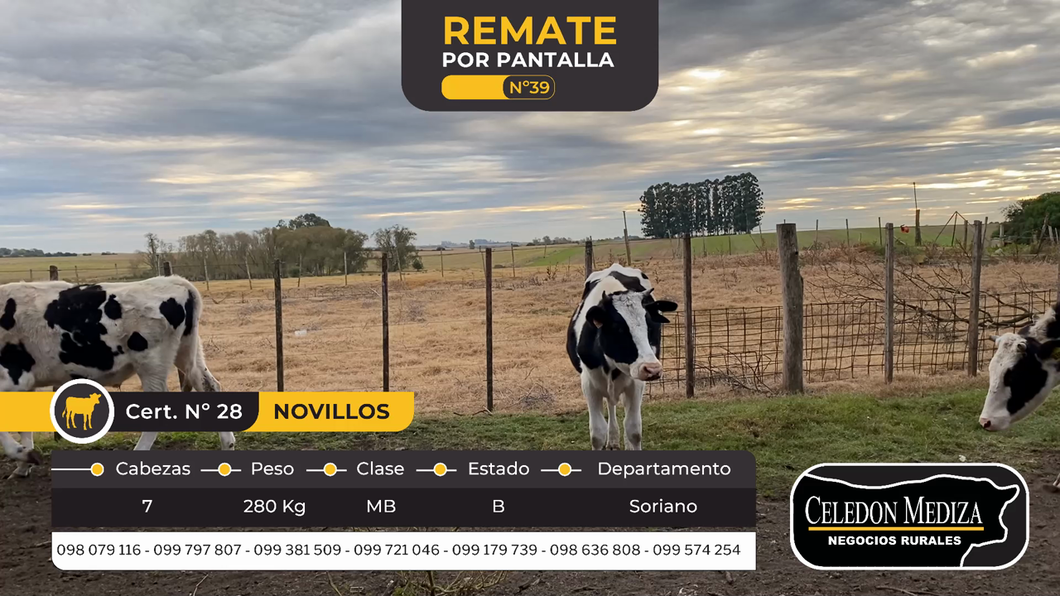 Lote 7 Novillos en Palo Solo, Soriano