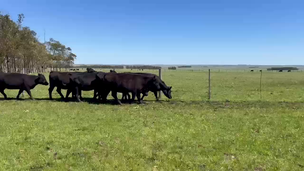 Lote 33 Vientres Preñados a remate en Remate anual Cabaña Macedo, Artigas