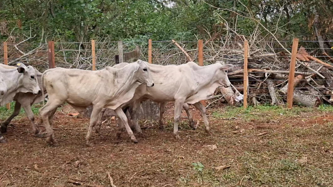 Lote 43 Desmamantes machos a remate en Remate Por Patanlla 230kg -  en San Jose de los Arroyos