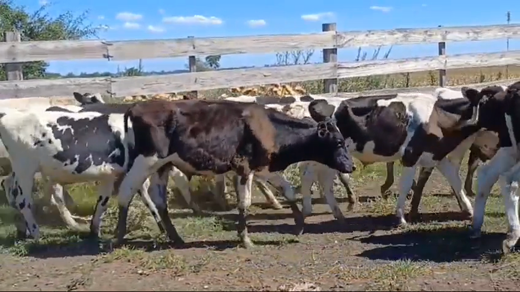 Lote 26 Terneros Holando 2 NO - 2 AA/ HO - 20 HO a remate en #42 Pantalla Carmelo  145kg -  en PAVON