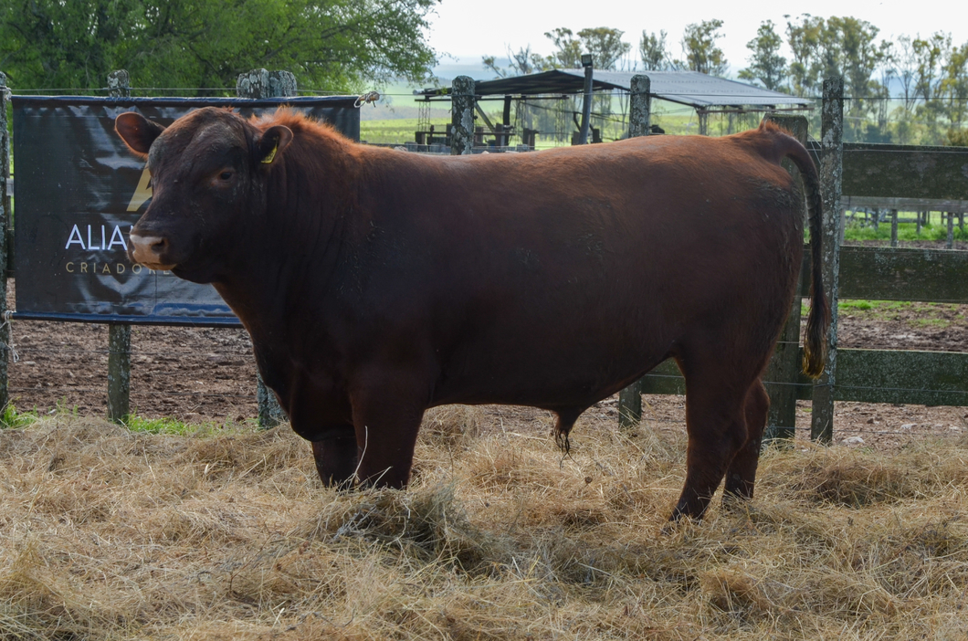 Lote 3 Toros RED a remate en Alianza Angus, Treinta y Tres