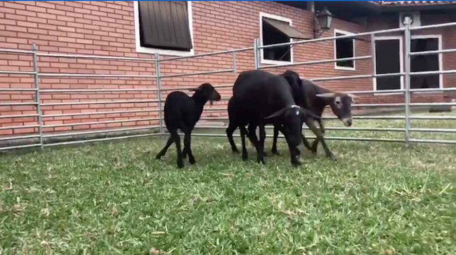 Lote 2 Hembra M1 a remate en 1° Feria Online APCO Dorper y Santa Inés en Ypacarai