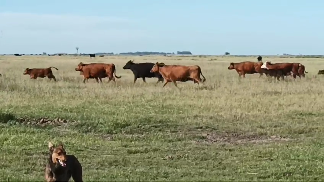 Lote 60 Terneros A TÉRMINO en Laprida