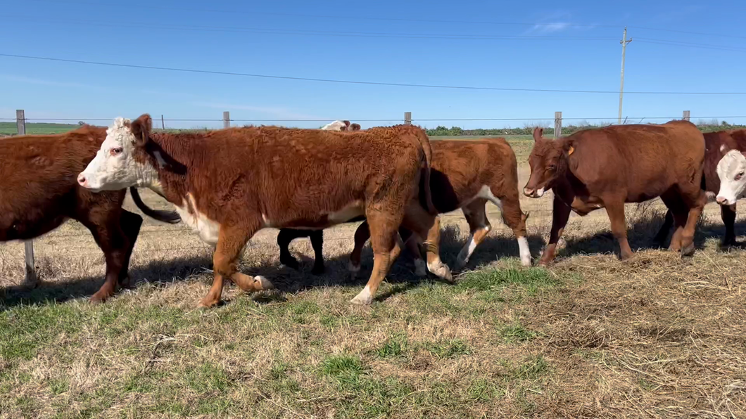 Lote VAQUILLONAS 1 a 2 AÑOS