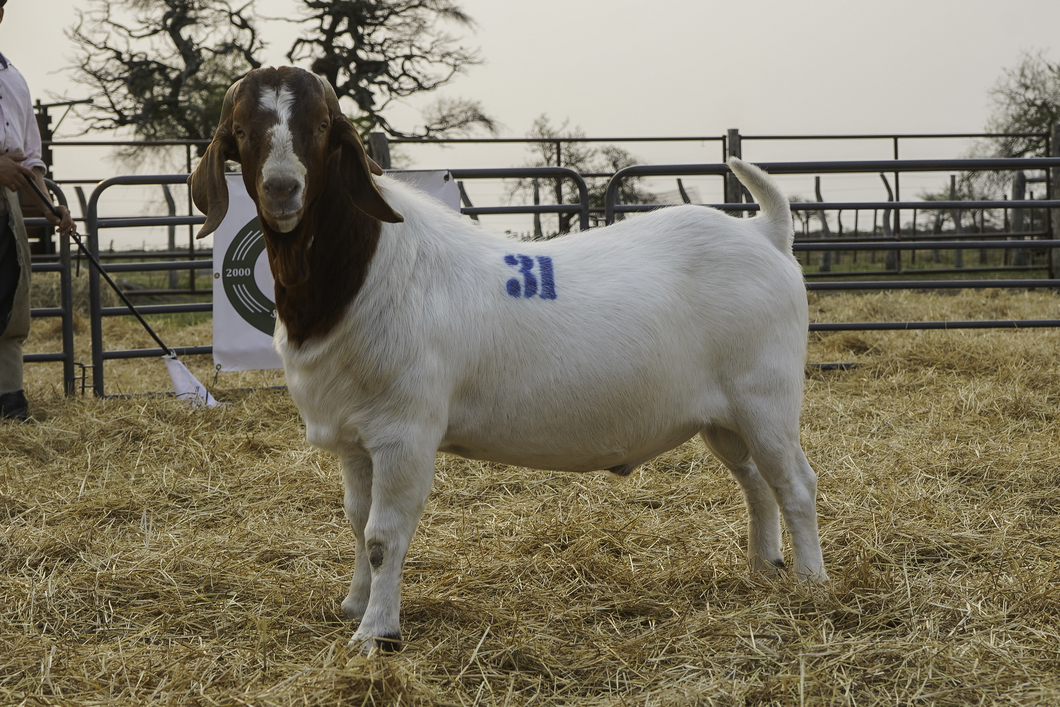 Lote BOER MACHO