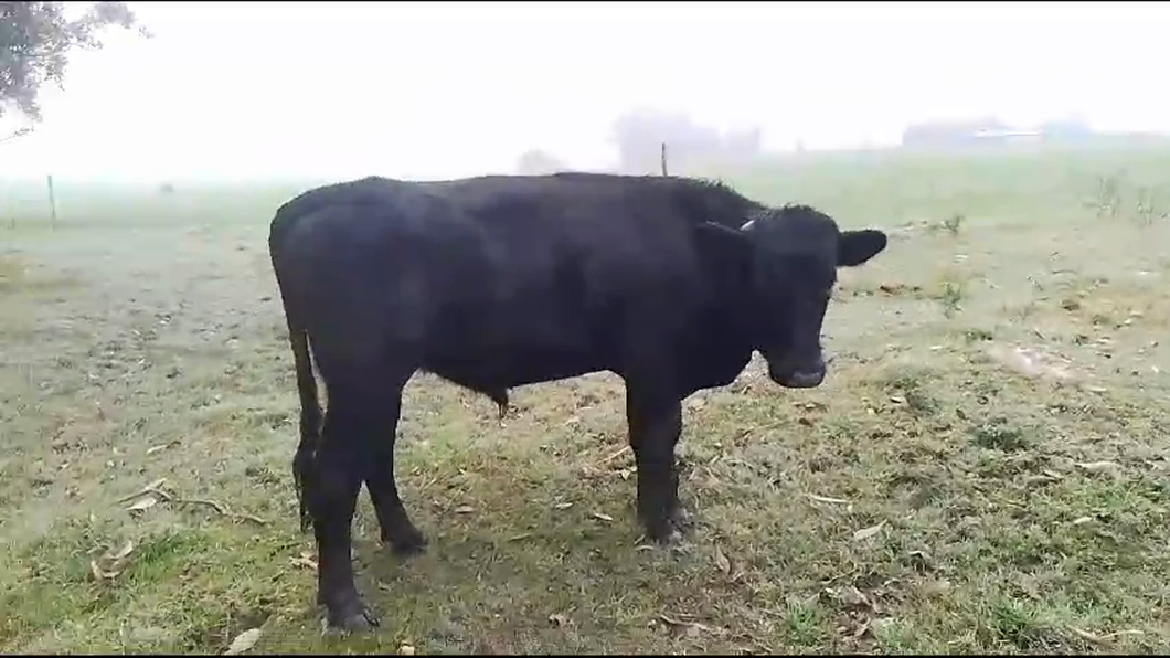 Lote Toros Cr AA a remate en Pantalla Camy  en Ciudad Rodriguez