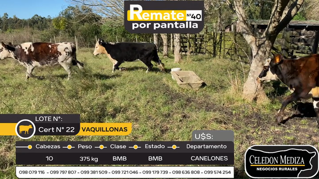 Lote 10 Vaquillonas  en Canelones