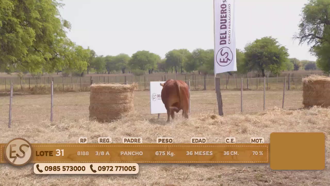 Lote Toro