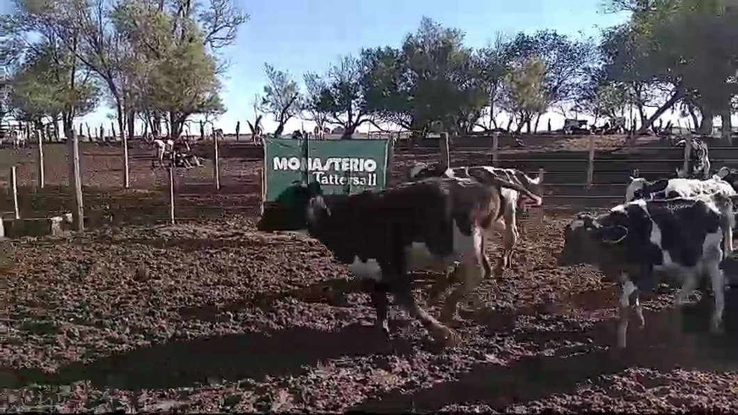 Lote 32 Terneros Holando  EN MACACHIN