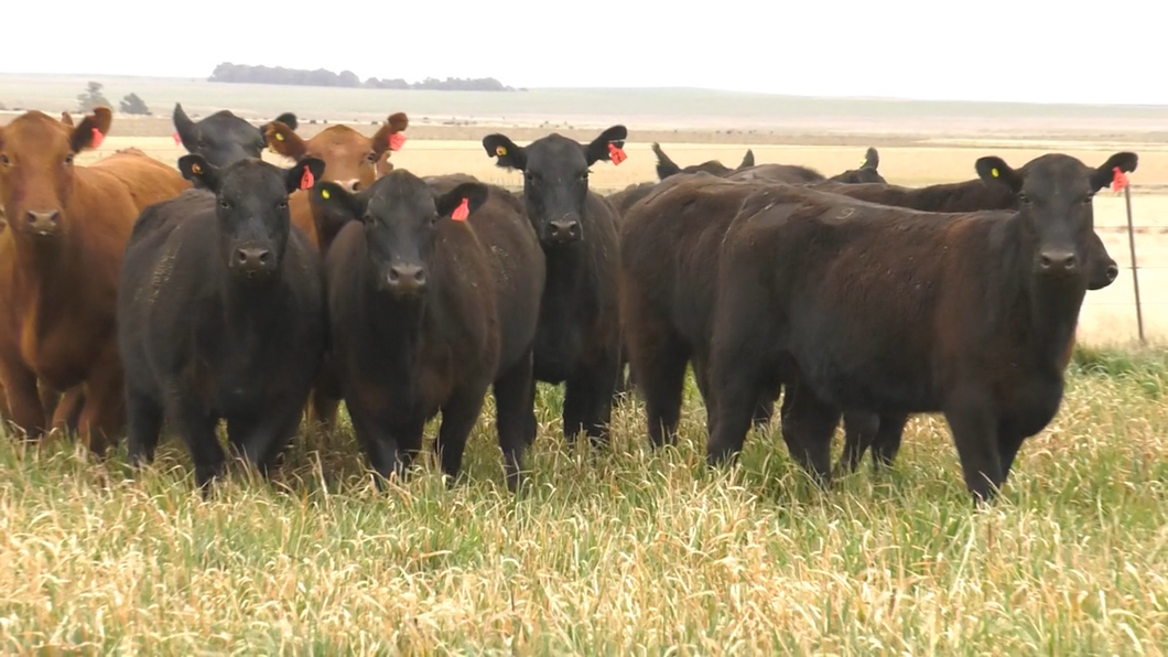 Lote VAQ. ANGUS NEGRAS  Y COLORADAS BASE C/GTÍA DE PREÑEZ