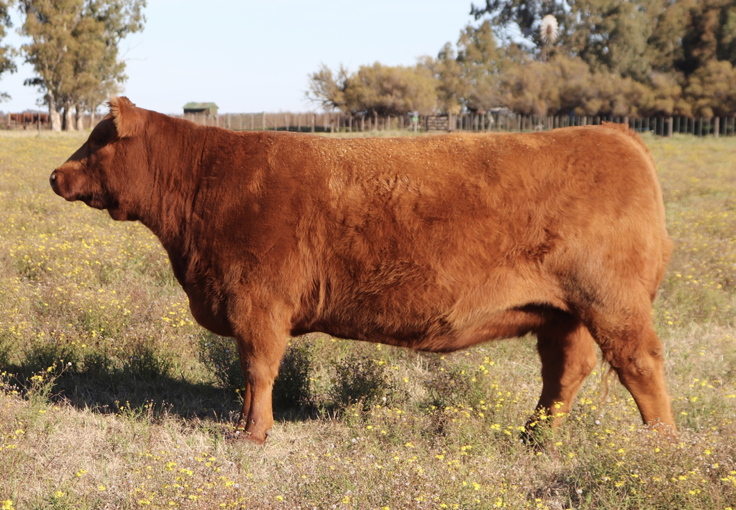Lote EMBRIONES