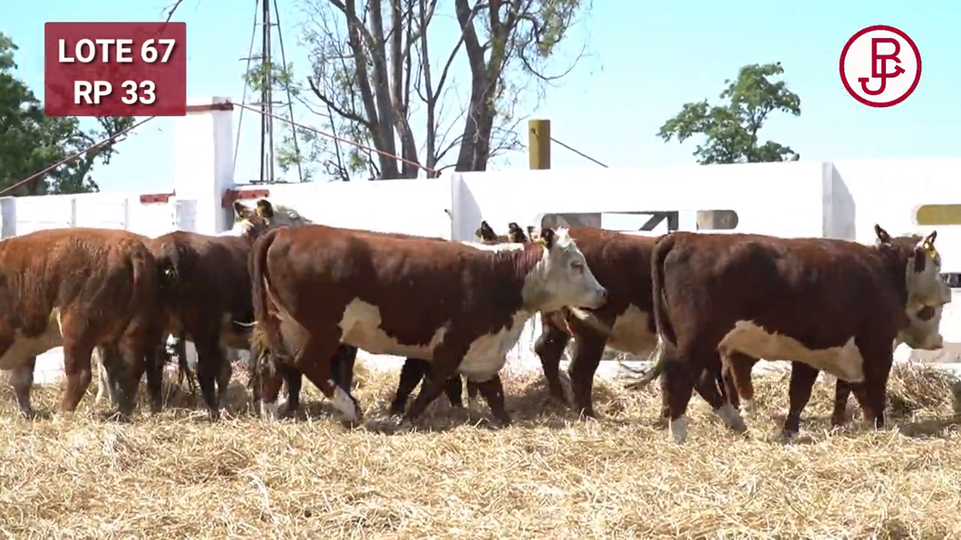 Lote VAQUILLONAS PREÑADAS RG -PARICION OTOÑO 2025-