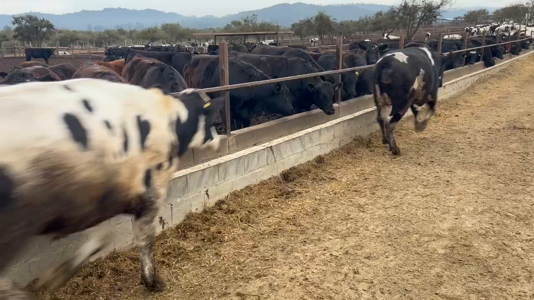 Lote 45 Novillo Gordo en Casablanca, V  Región Valparaíso