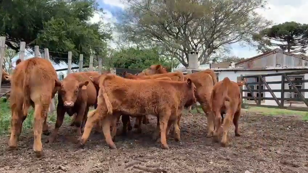 Lote 12 Terneros a remate en 9° Entre Martillos 160kg -  en SAN PEDRO