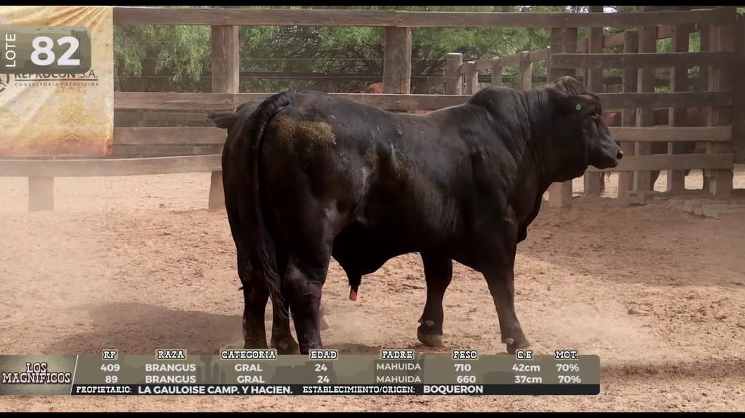 Lote LOTE 82