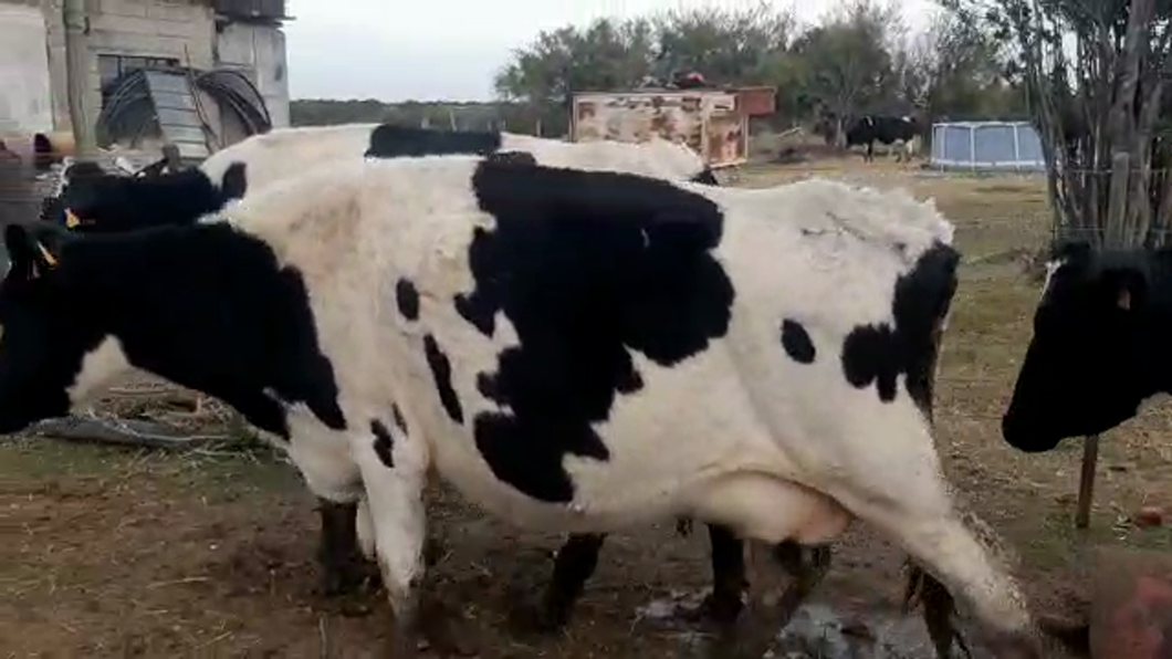 Lote 4 Vacas de Invernada HOLANDO a remate en PANTALLA CAMY 500kg - , San José