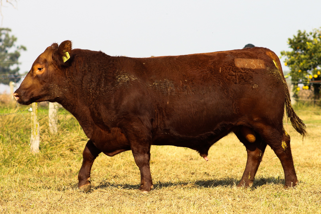 Lote CABAÑA COEMBOTÁ: RP 234