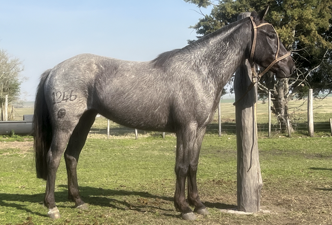 Lote MARAVILLA RUMBEADORA