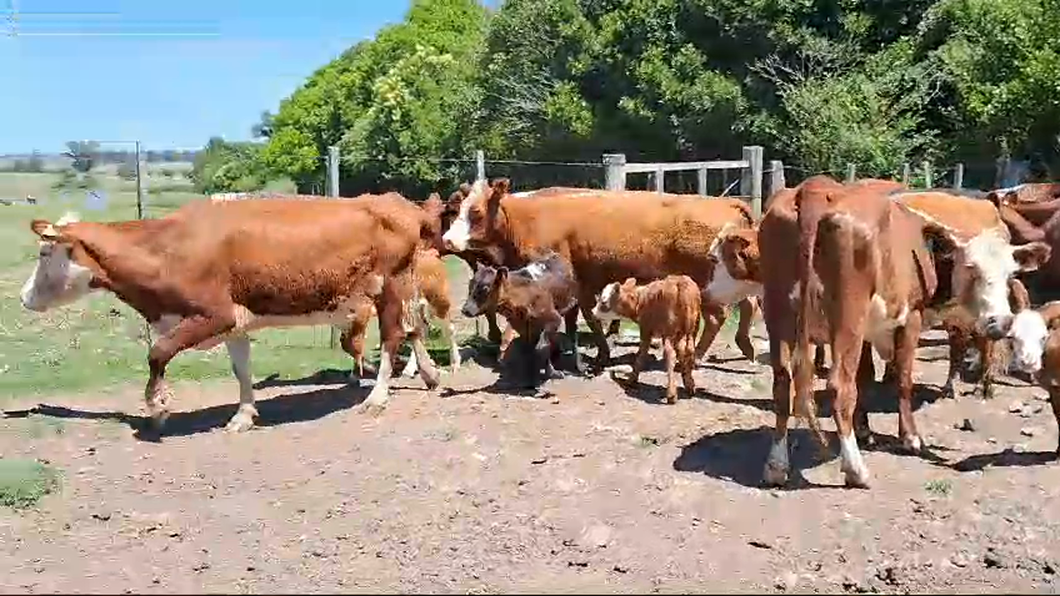 Lote 26 Piezas de cría a remate en Pantalla Camy 350kg - , San José