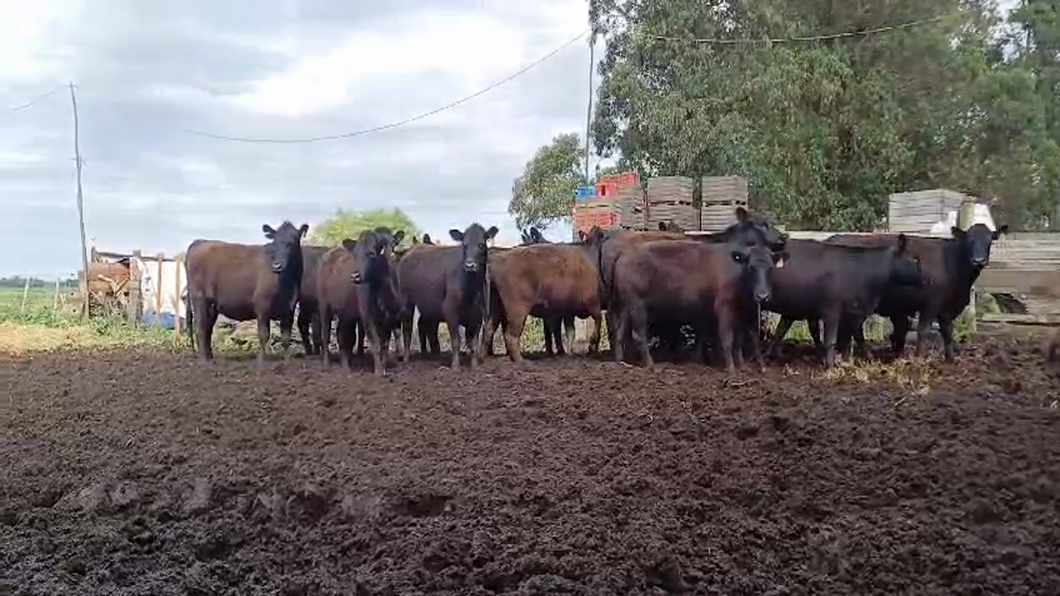 Lote 14 Vaquillonas preñadas ANGUS a remate en #50 Pantalla Carmelo en VALDENSE SAUCE