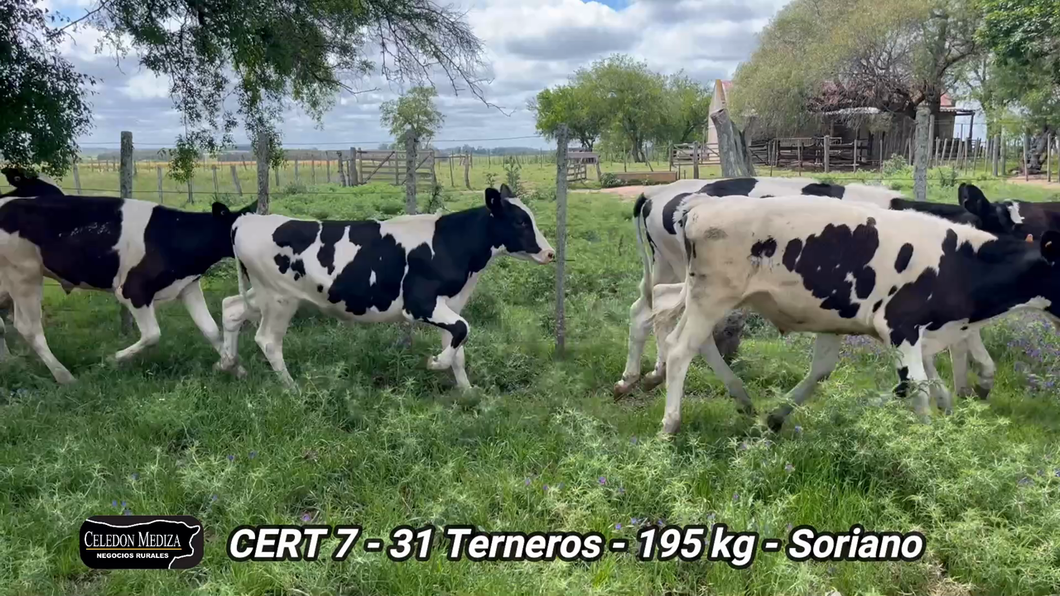 Lote 31 Terneros en José Enrique Rodó, Soriano