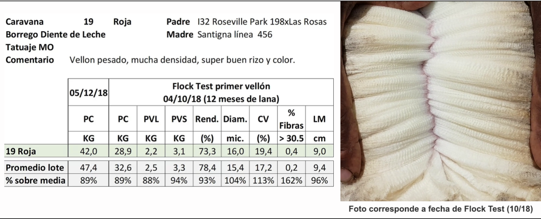 Lote Caravana 19