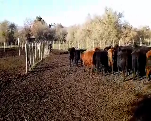 Lote 80 Terneros/as en Roque Pérez, Buenos Aires