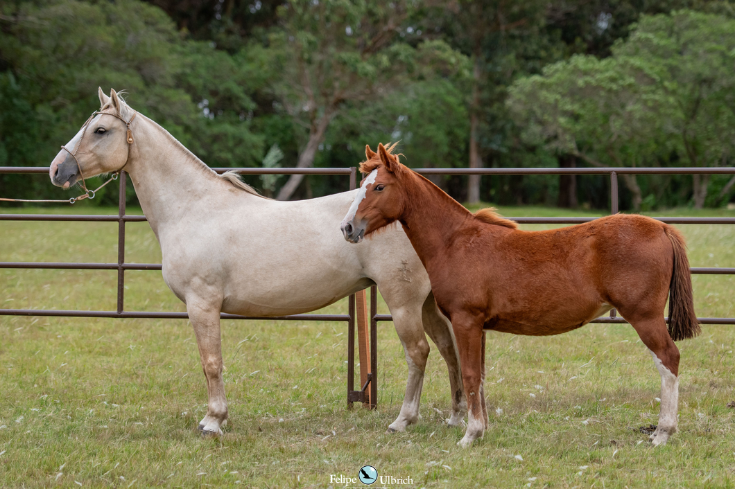Lote JAGUEL QUERIDA