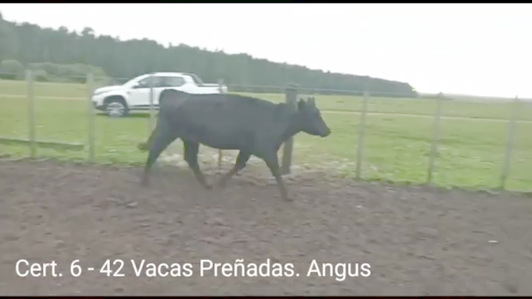 Lote (Vendido)42 Vacas preñadas ANGUS a remate en PANTALLA COCO MORALES 412kg -  en PARAJE RINCON DE PEREZ, RUTA 26 KM 80, A 96 KM DE  PAYSANDU Y A 165KM DE TACUAREMBÓ.