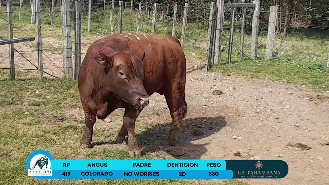 Lote Toros Angus a remate en Los Clase A 530kg - , Rocha