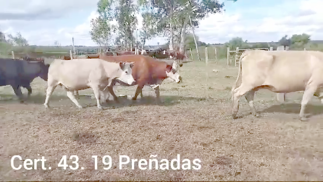 Lote 19 VACAS PREÑADAS