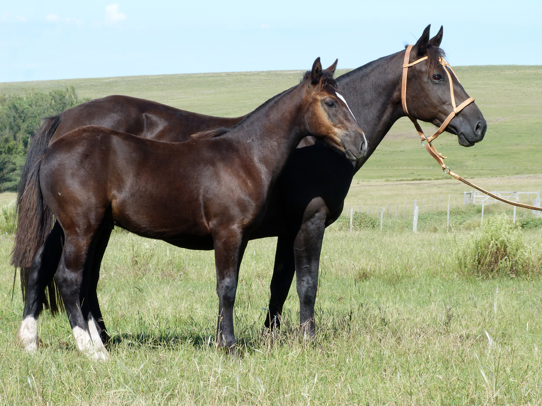 Lote Cavilosa