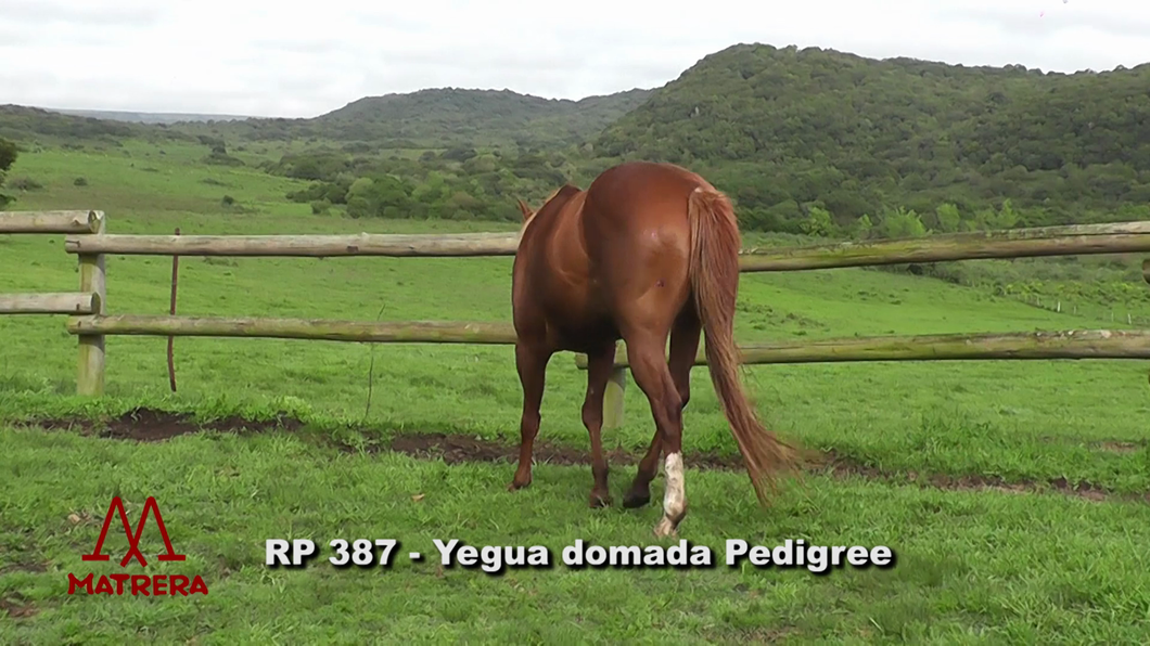 Lote YEGUAS DE ANDAR