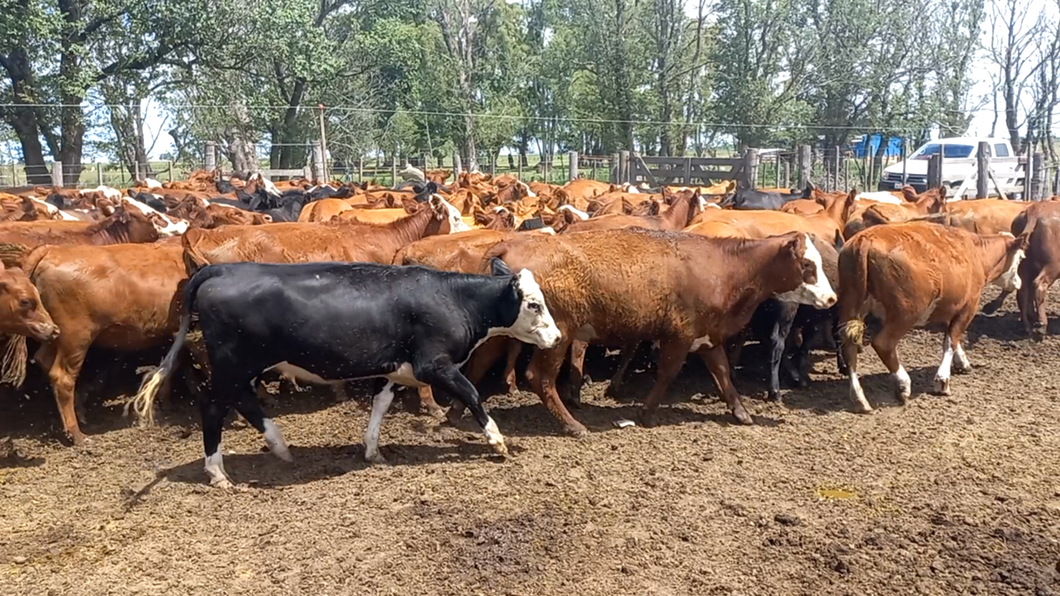 Lote 70 Vaquillonas en Pehuajó, Buenos Aires