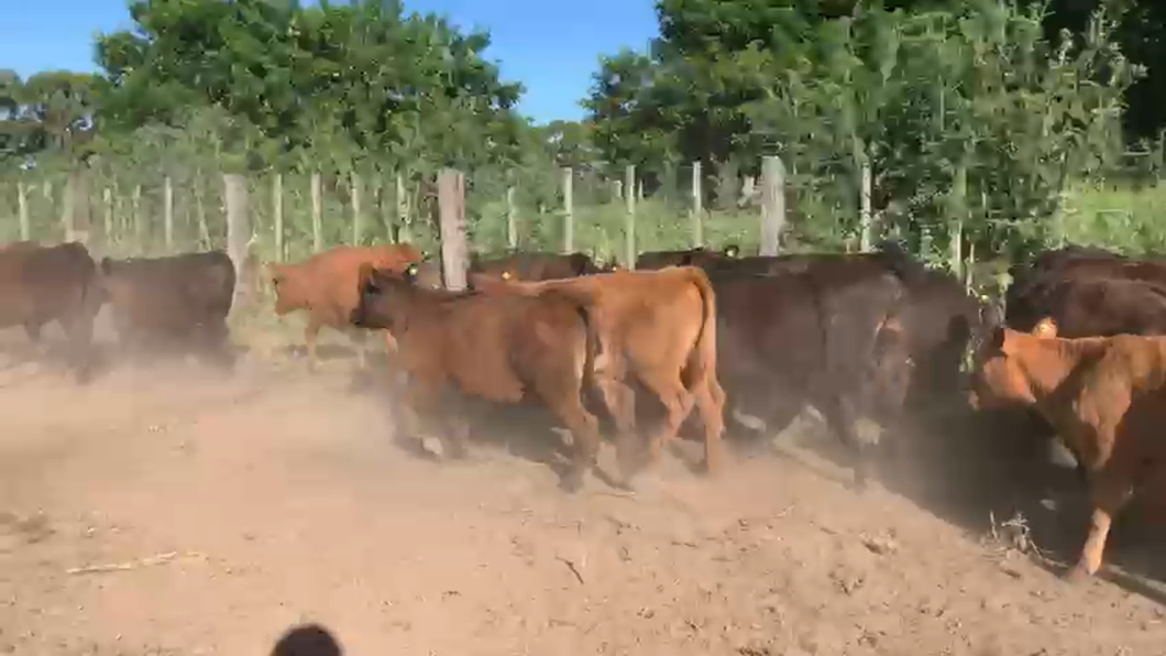 Lote 65 TERNEROS A TERMINO