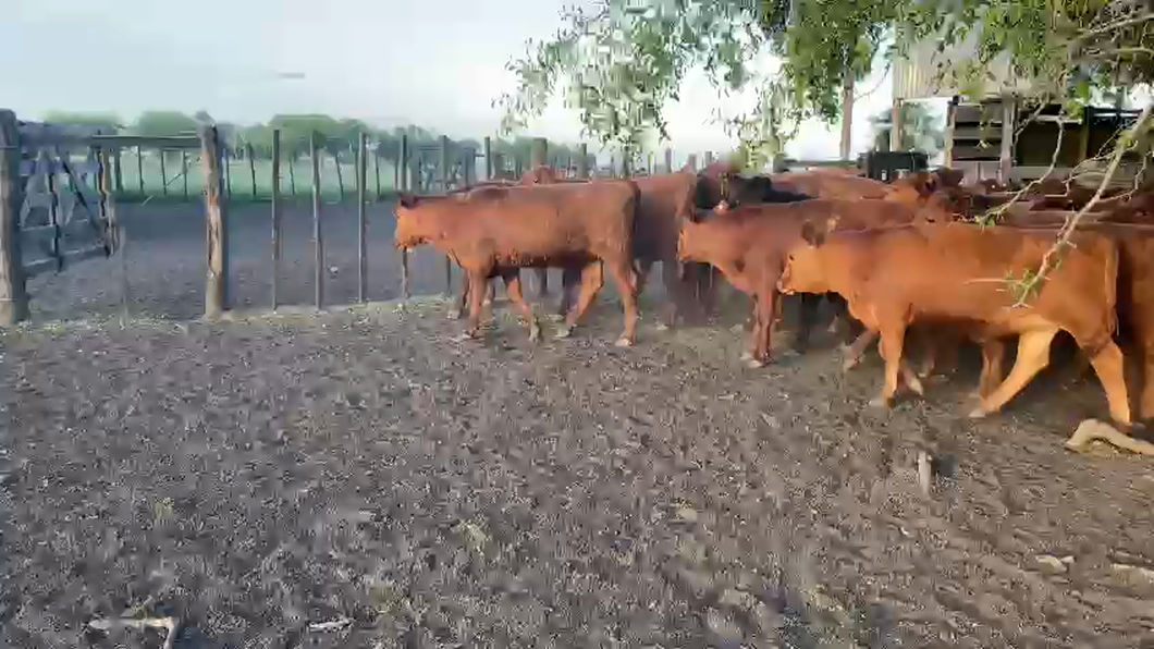 Lote 60 Vaquillonas de invernada