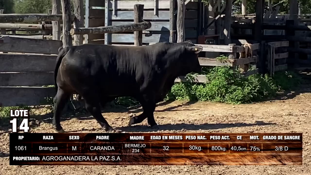 Lote Brangus