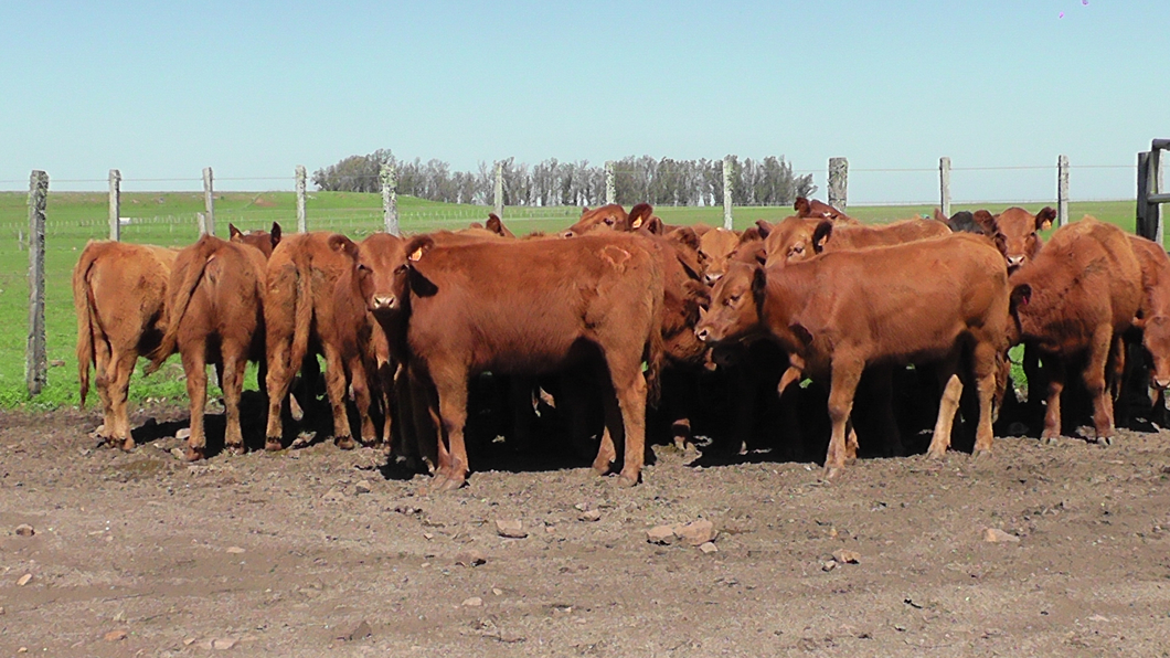 Lote 22 Terneras Red Angus