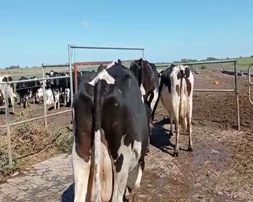 Lote 4 Vacas de Invernada HOLANDO a remate en Pantalla Camy 620kg - , San José