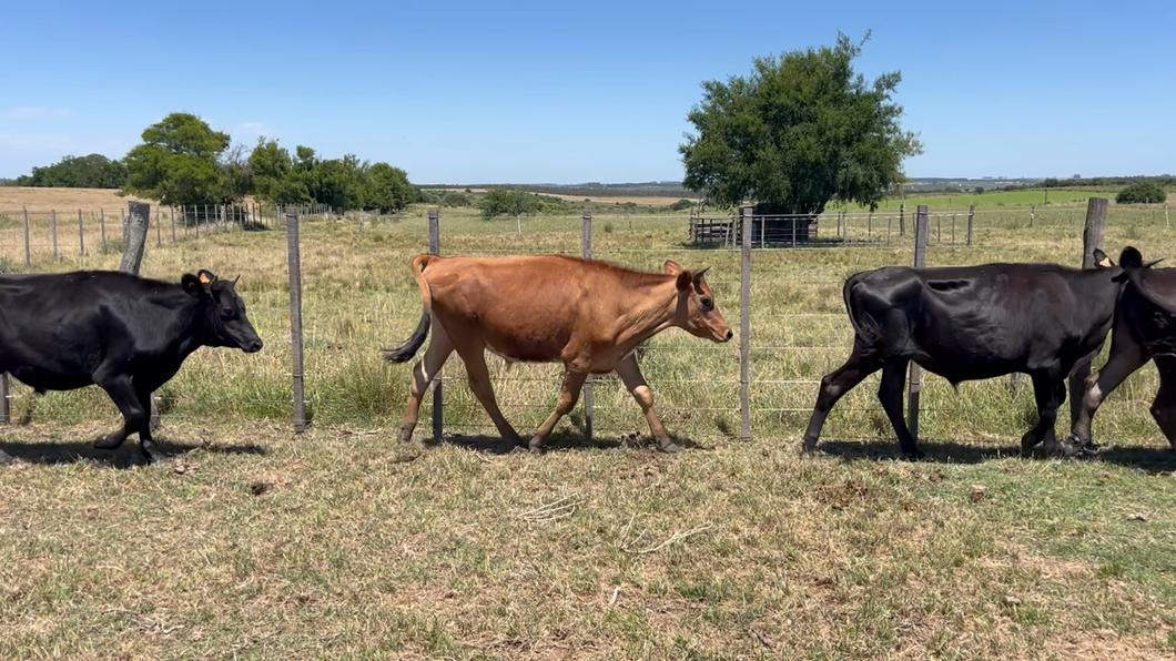 Lote NOVILLOS 1 a 2 AÑOS