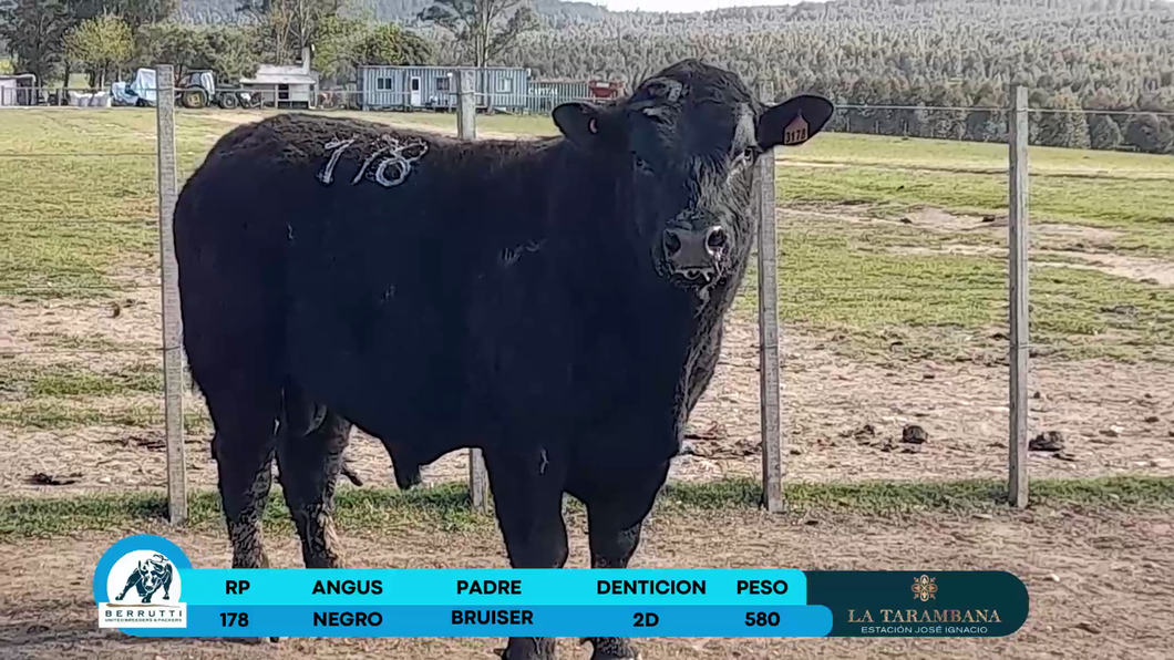 Lote Toros Angus a remate en Los Clase A 580kg - , Rocha